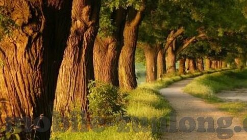 电玩城之森林舞会下载-电玩城之森林舞会下载，一场虚拟与现实的奇妙邂逅